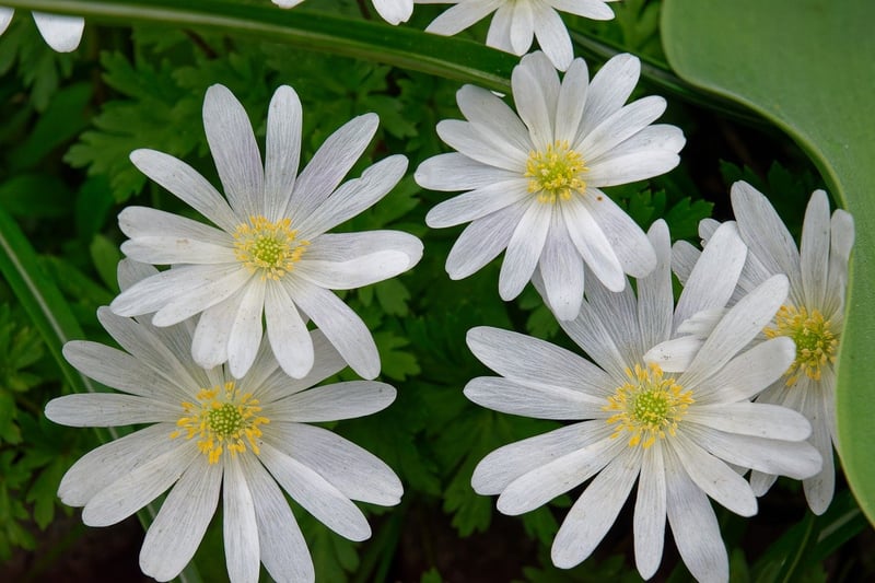 Fairy Garden Flora